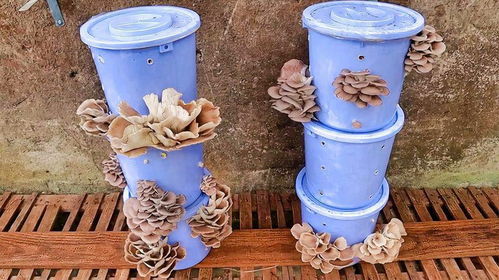 塑料桶种菜小窍门