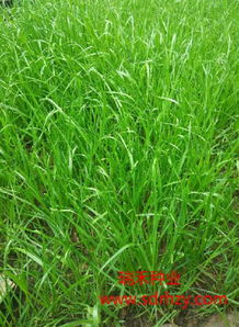 草坪种子价格探秘：一斤多少钱？