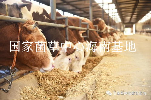 青饲料直接喂动物会中毒吗？如何避开雷区科学饲喂？