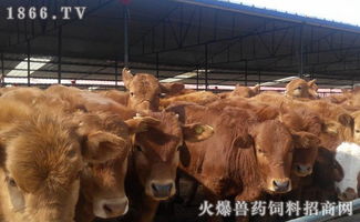 架子牛是指经过一定时期饲养，体重达到育肥标准