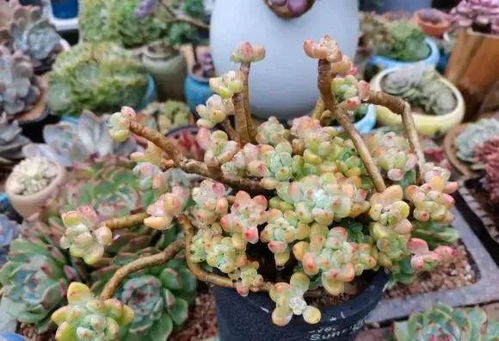 多肉植物买回来后应该怎么正确种植和养护