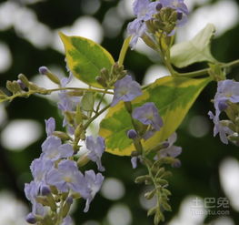 耐寒花卉推荐：美丽与实用并存