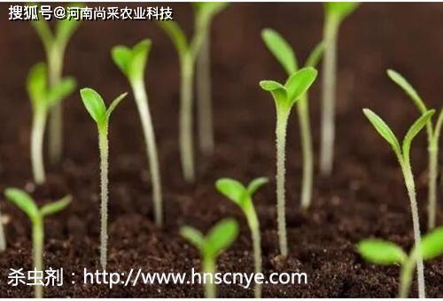 油茶播种的蕞佳时机揭秘