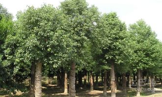 大叶女贞的科属与别名