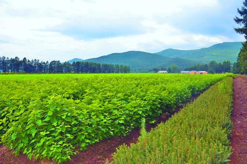 一、 了解丛生苗木的特点