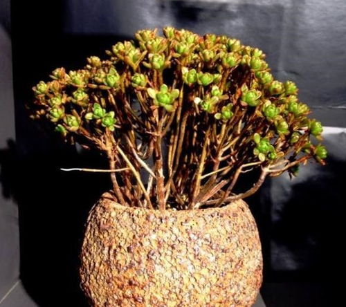 产地肉锥怎么上盆修根服盆？