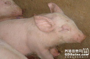 仔猪水肿病是由什么原因引起的，治疗小猪水肿用什么药效果最好？
