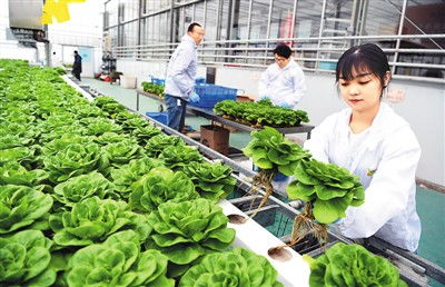 棣棠种植时如何根据养护技巧进行日常管理