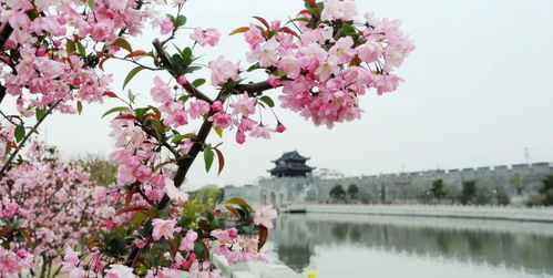 日玫无名，巧植春光里