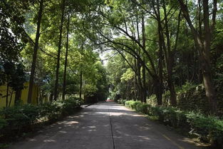 啥是生态效益啊