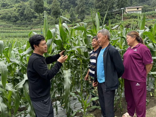 如何养好一盆常春藤