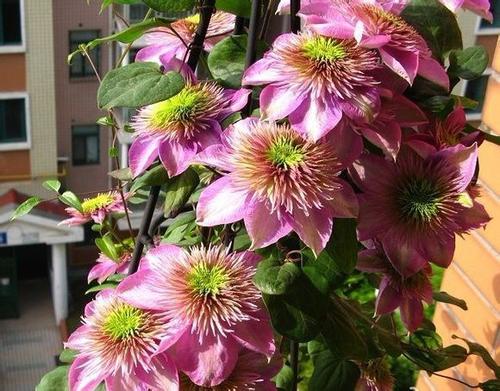 那朵开满粉色小花的花儿揭秘