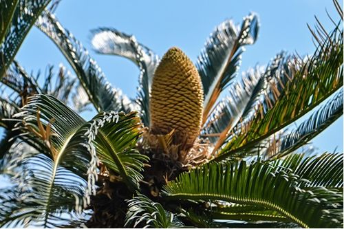 铁树花开：美丽与繁衍的完美结合