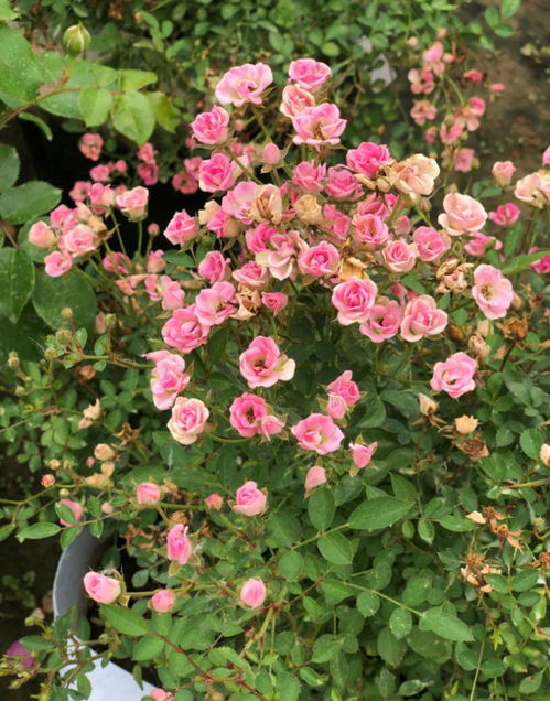 草莓杏仁饼与金丝雀：月季界的可爱小包子