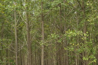 杨树的价格：云里雾里