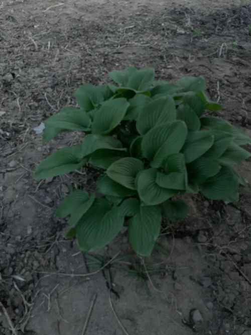 观叶类花卉的多样性