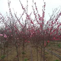 温度篇：碧桃的温暖家