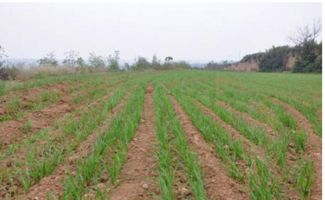 北京种植蚕豆用什么除草剂最有效？附蚕豆种植除草方法推荐。