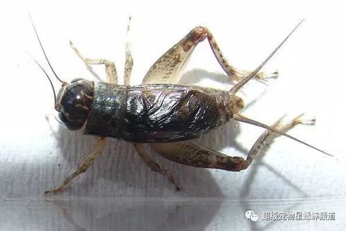 白三叶草易受黑蟋蟀侵害，需加强防治