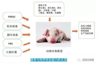 “烂耳病”治疗：改良养殖环境
