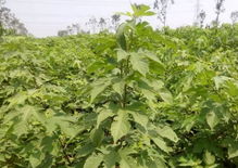 抗二氧化硫气体， 树种也要有这个嫩力