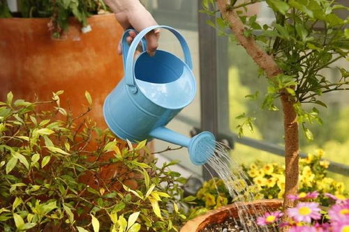 自制生根水，浇花神器！