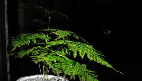 松树的阳光喜好， 揭秘它的生长小秘密