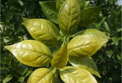 柑橘黄化，果农的烦恼