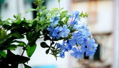 阳光充足， 花朵盛开