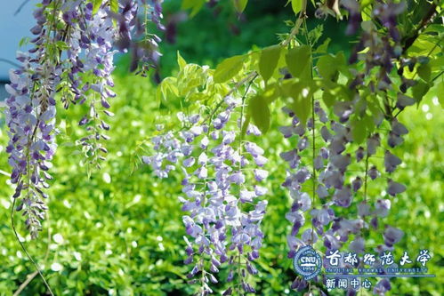 葡萄开花顺序：先花蕾绽放
