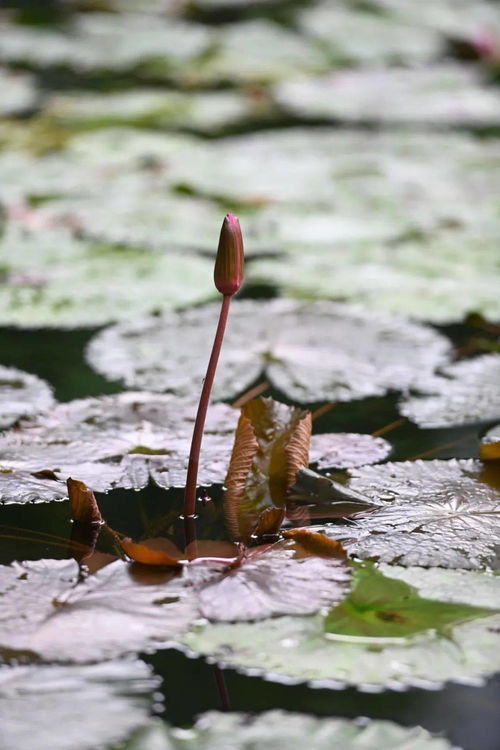 单朵睡莲的花期揭秘