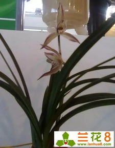 兰花发芽，叶子怎么动起来？