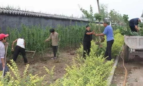 病虫害防治与自然灾害防护