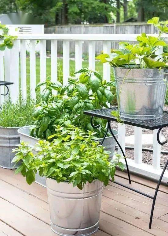 九里香：天然驱蚊好帮手