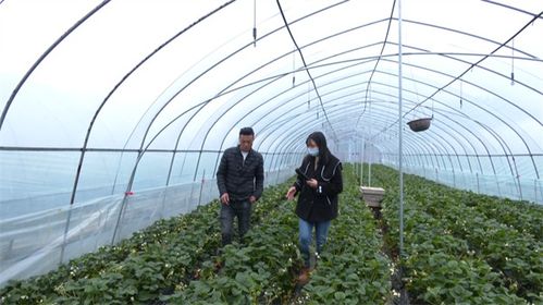 栽植季节，刺柏什么时候搬家蕞合适？