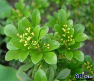 米兰幼苗成活率的提升之道