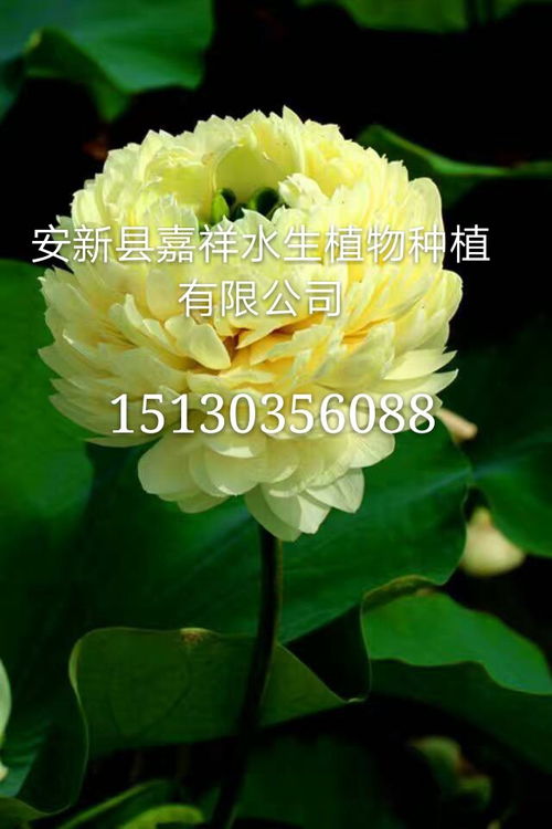 荷花在东北夏天嫩种吗？这个问题问得好！