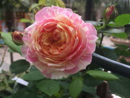 金丝雀月季：真的勤花耐热，是开花机器吗？