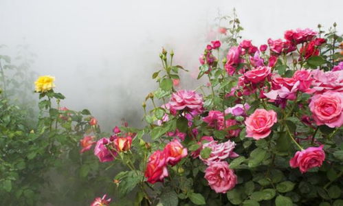 月季换盆， 那些你没注意的迹象