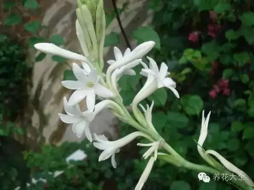 晚香玉种植要点有哪些？如何保证其开花繁盛