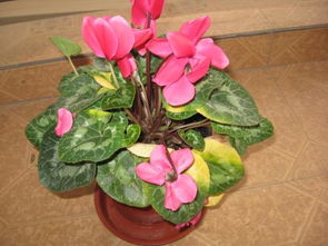 迎客来花，养护要点