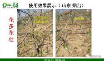 苹果病虫害防控技术指南中，如何有效防治苹果树腐烂病和早期落叶病