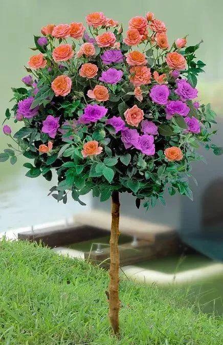 月季品种大揭秘：庭院种植的甜蜜选择