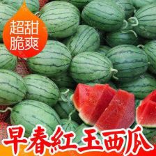 红玉西瓜甜瓜口感如何，与其他品种相比甜度如何