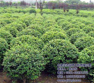 园林用途， 小叶女贞球的美妙用途