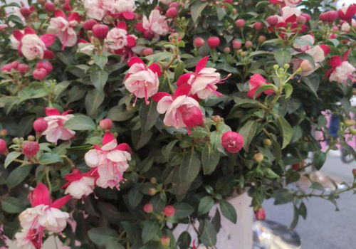 玫瑰花盆栽种植难吗？掌握技巧