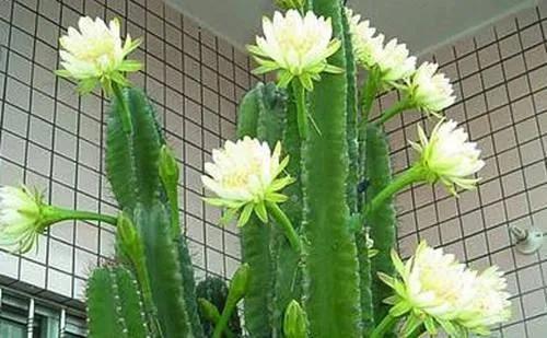 藤蔓植物的魔力