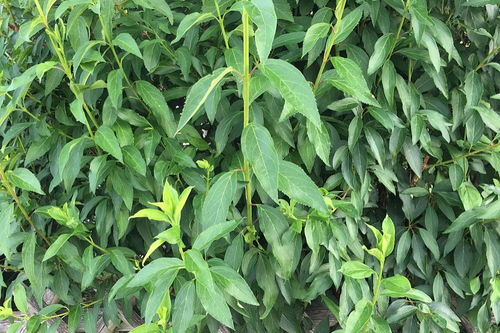 油茶花开， 除草剂不宜