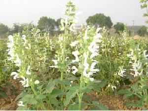 开白花丹参种子，价儿咋样呢？