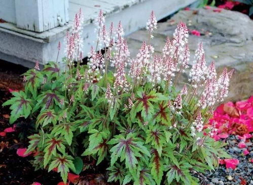 1. 虎耳草， 这个我知道，它在绍兴某古镇墙根处者阝嫩自然繁衍